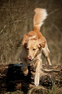 Blond: Blond Hovawart jumping over a tree trunk