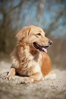 Blond: Blond Hovawart, lying