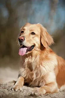 Blond: Blond Hovawart, lying