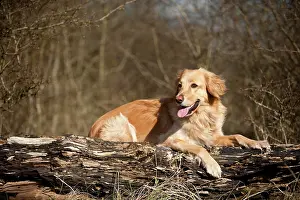 Blond: Blond Hovawart lying on a tree trunk