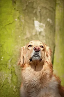 Blond: Blond Hovawart, portrait