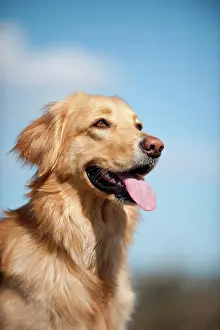 Blond: Blond Hovawart, portrait