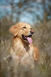 Blond: Blond Hovawart, portrait, lying