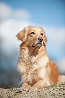 Blond: Blond Hovawart, portrait, lying
