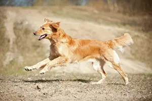 Blond: Blond Hovawart, running