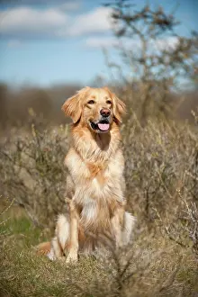 Blond: Blond Hovawart, sitting