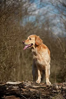 Blond: Blond Hovawart standing on a tree trunk