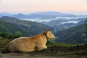 Intergalactic: Blonde d'Aquitaine bed at dawn Basque Country France