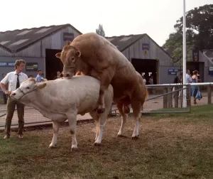 Blonde: Blonde d'Aquitaine Bull & Cow - mating