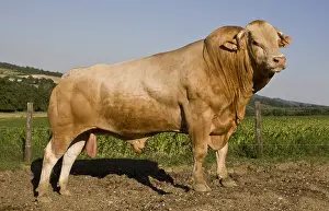 Tauruses: Blonde d'Aquitaine bull in the meadow France