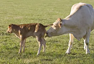 Cleanse: A Blonde d'Aquitaine cow licking her calf in the meadow