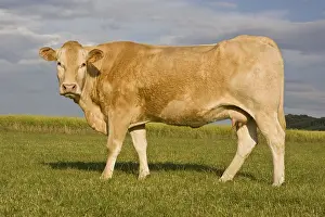 Blonde: A Blonde d'Aquitaine cow in a meadow