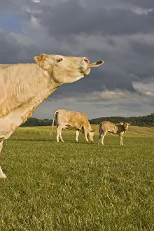 Blonde: A Blonde d'Aquitaine cow in a meadow with a calf