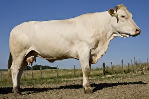 Blonde: A Blonde d'Aquitaine cow in the meadow France