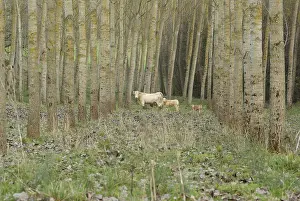 Populus: Blonde d'Aquitaine cows and three calves in a poplar