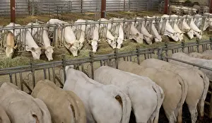Blonde: Blonde d'Aquitaine cows eating hay cornadis