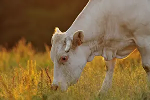 Intergalactic: Blonde d'Aquitaine grazing at dusk Basque Country France