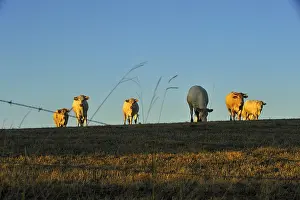 Blonde: Blonde d'Aquitaine at sunset Basque Country France