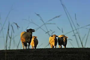 Monocotyledones: Blonde d'Aquitaine at sunset Basque Country France