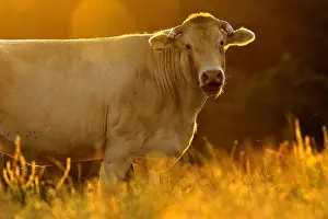 Blonde: Blonde d'Aquitaine at sunset Basque Country France