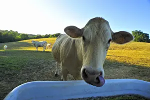 Licked: Blonde d'Aquitaine in the trough Basque Country France
