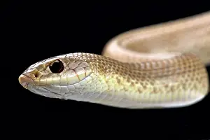 Blonde: Blonde hognose snake (Leioheterodon modestus), Madagascar
