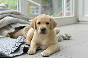 Blankets: Blonde Labrador Retriever lying on the floor, puppy