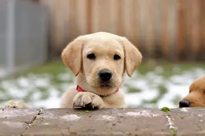 Inquisitive: Blonde Labrador Retriever puppy looking over a wall