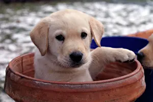 Blonde: Blonde Labrador Retriever puppy sitting in a flower