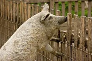 Blonde: Blonde Mangalica Wooly pig; rare breed