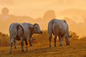 Intergalactic: Blondes d'Aquitaine grazing at dawn Basque Country France