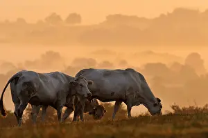 Intergalactic: Blondes d'Aquitaine grazing at dawn Basque Country France