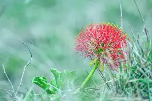 Zimbabwe: Blood lily flower in Kruger National park, South