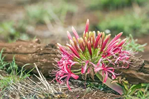 Zimbabwe: Blood lily flower in Kruger National park, South