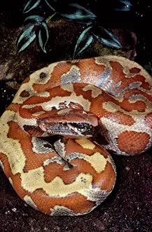 Constrictors: Blood Python
