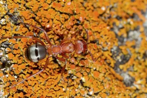 Worker: Blood-red Slave-maker Ant (Formica sanguinea) adult