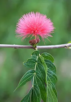 Calliandra: Blood Red Tassel flower - recreational park - Puerto