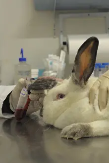 Connective: Blood sample on a laboratory rabbit France