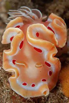 Slug: Blood-spotted Glossodoris Nudibranch