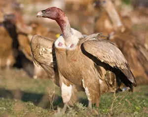 Stained: Blood stained Eurasian Griffon Vulture