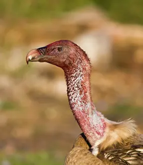 Stained: Blood stained Eurasian Griffon Vulture