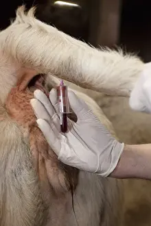 Needles: Blood test on a Cow France