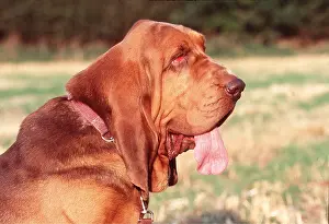 Collar: BLOODHOUND DOG - Close up profile