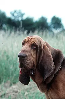 Collar: BLOODHOUND DOG - close-up of head