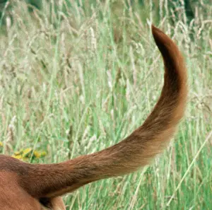 Bloodhound: BLOODHOUND DOG - close-up of tail