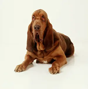 Bloodhound: BLOODHOUND DOG - FACING