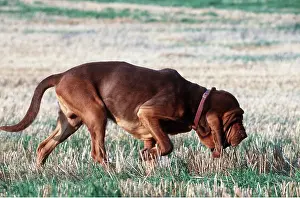 Collar: BLOODHOUND DOG - Scenting