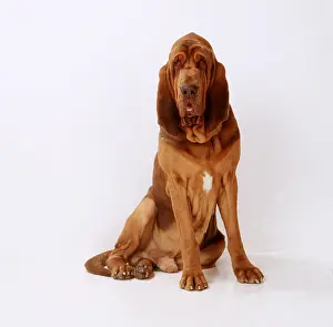 Bloodhound: BLOODHOUND DOG SITTING
