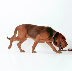 Bloodhound: BLOODHOUND DOG - sniffing