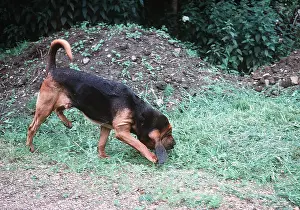 Scenting: BLOODHOUND DOG - sniffing a scent